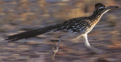 RoadRunner!
